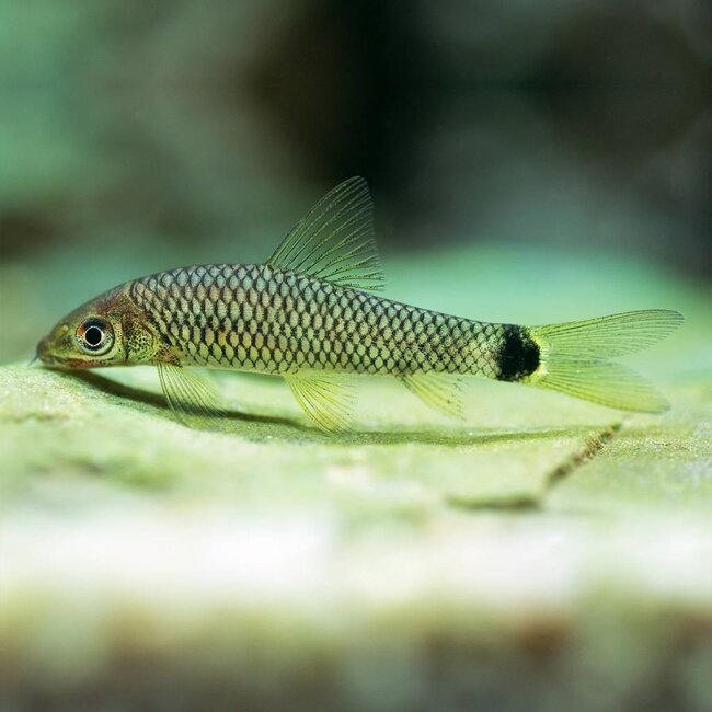 Crossocheilus Reticulatus