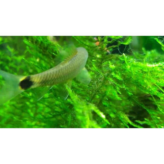 Crossocheilus Reticulatus