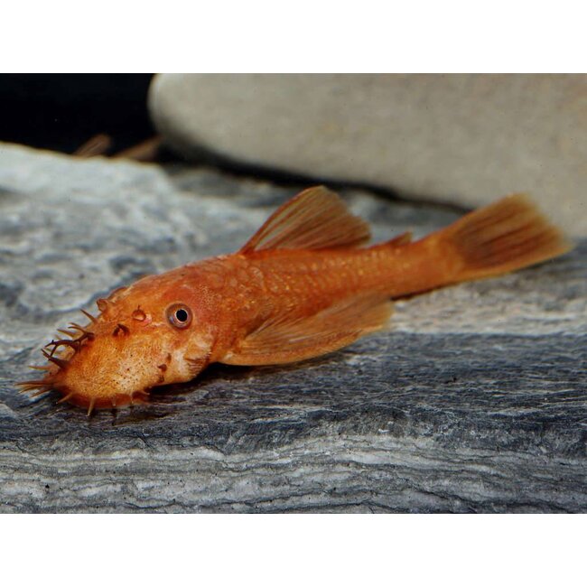 Ancistrus Temminckii (Super Red) - Ancistrus Temmincki (L144)