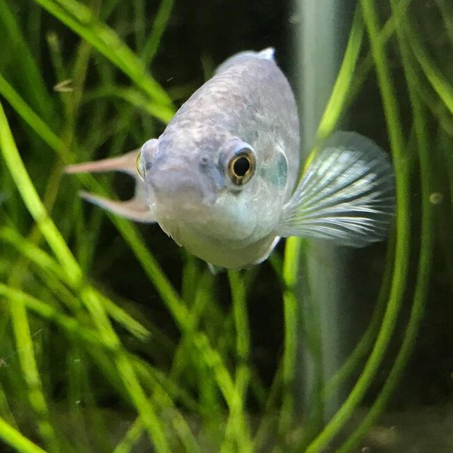 Paradijsvis Blauw - Macropodus Opercularis Blue