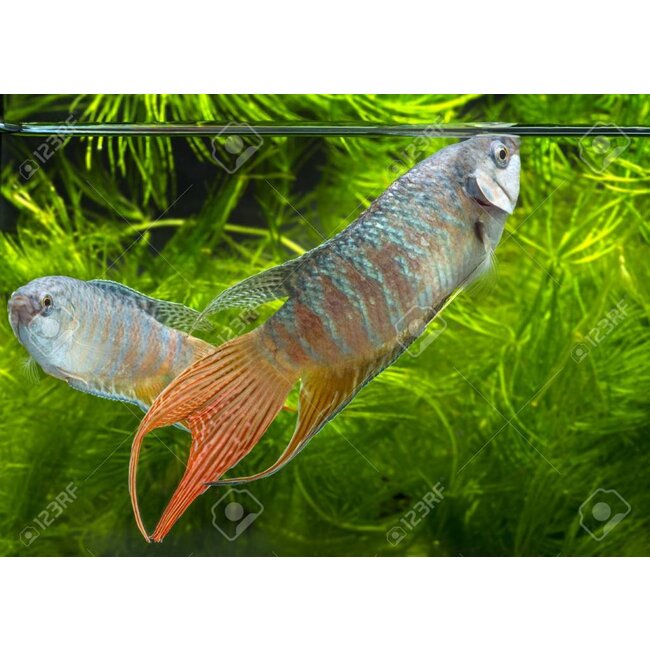 Paradijsvis Blauw - Macropodus Opercularis Blue