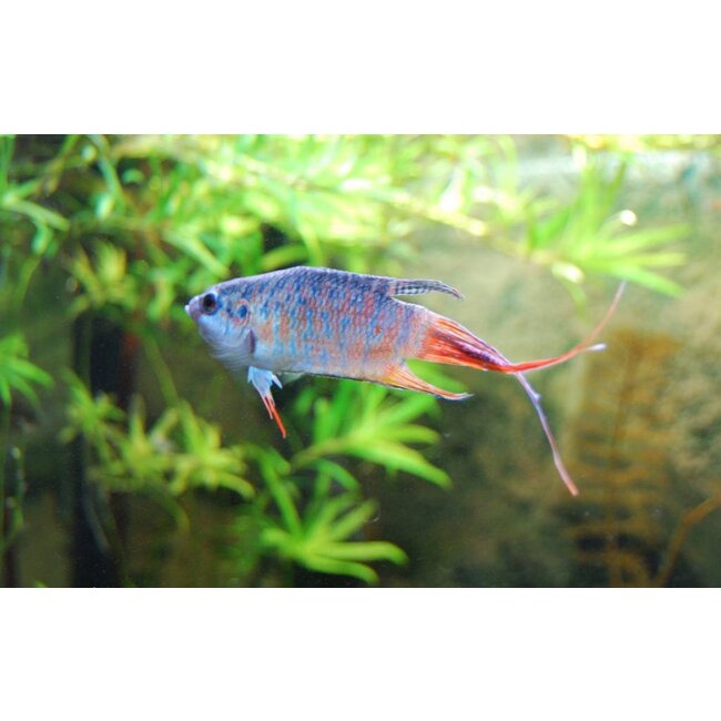 Paradijsvis Blauw - Macropodus Opercularis Blue