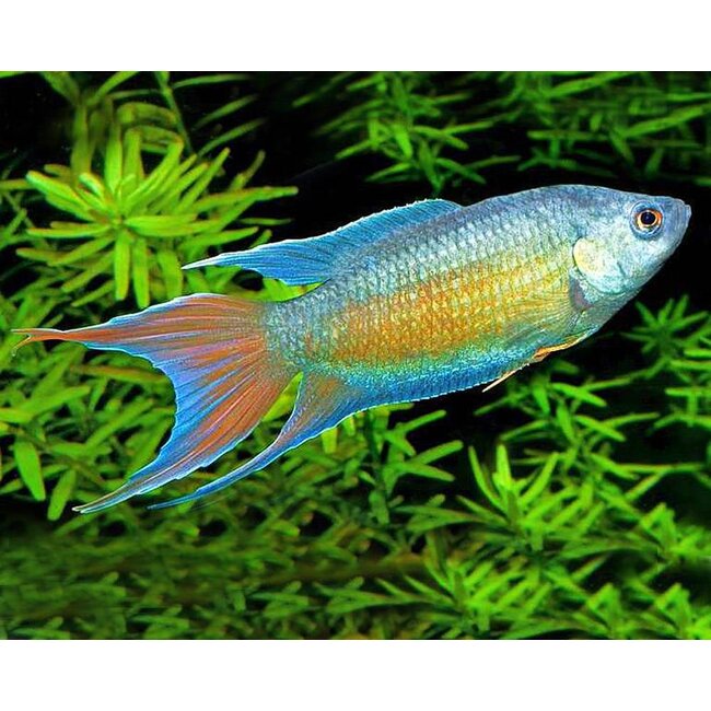 Paradijsvis Blauw - Macropodus Opercularis Blue