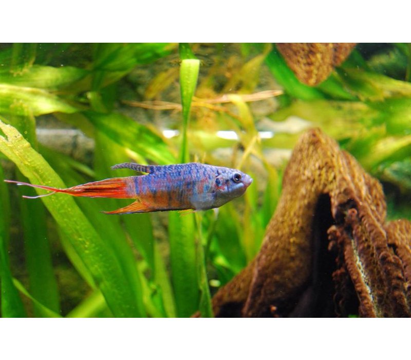 Paradisefish Blue - Macropodus Opercularis Blue