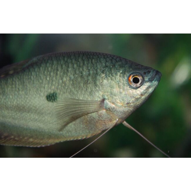 Blauwe Spat - Trichogaster Trichopterus ‘Cosby’