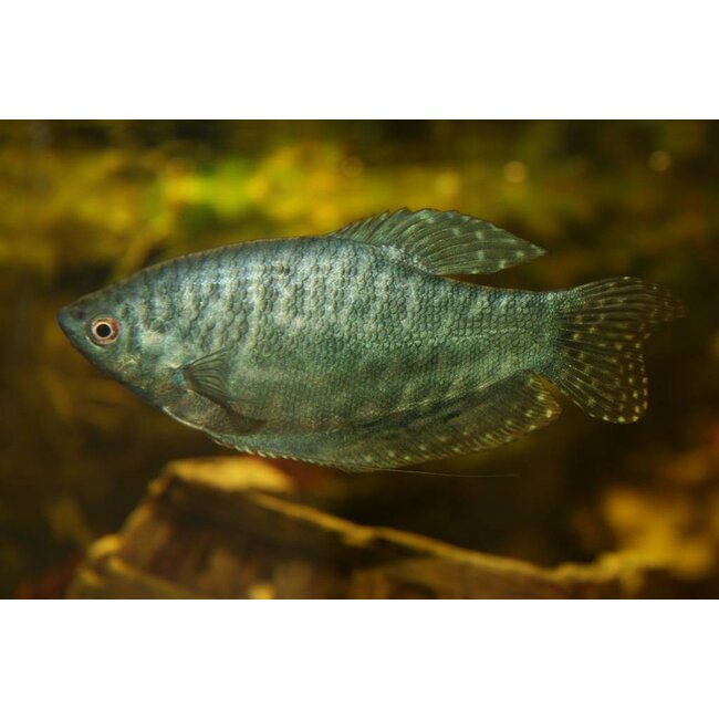 Blauwe Spat - Trichogaster Trichopterus ‘Cosby’