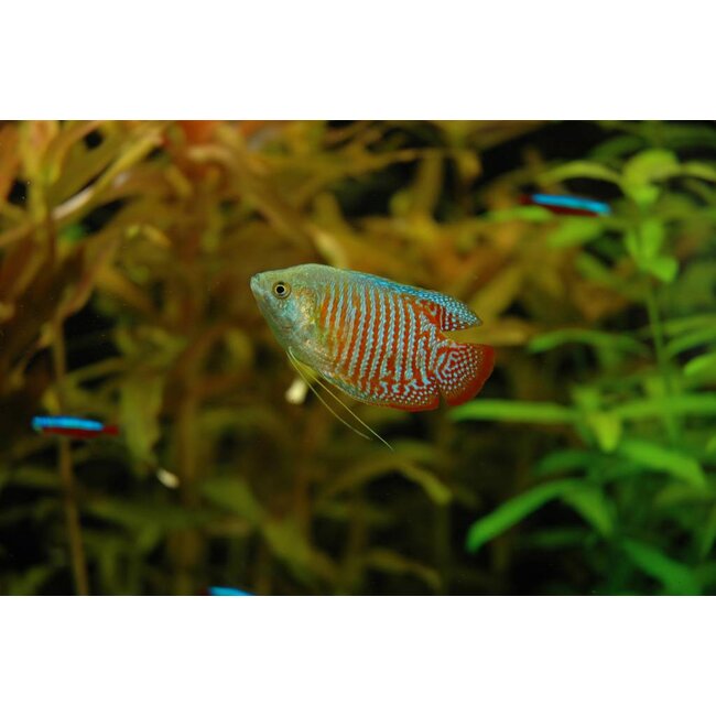 Dwerg Gourami - Colisa Lalia