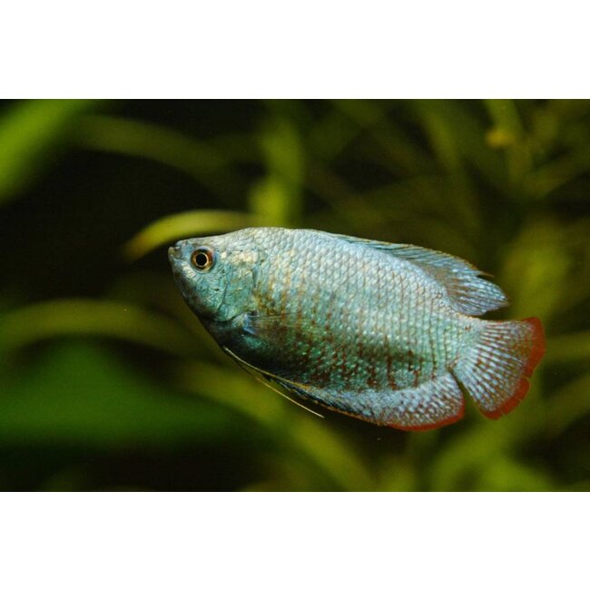 Dwerg Gourami - Colisa Lalia