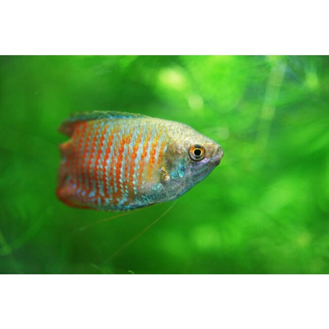 Dwerg Gourami - Colisa Lalia