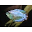 Dwerg Gourami - Colisa Lalia