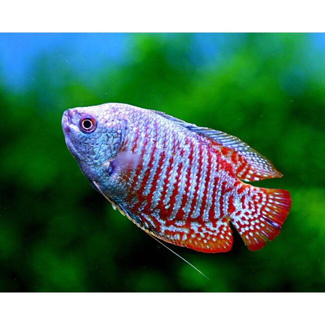 Dwerg Gourami - Colisa Lalia