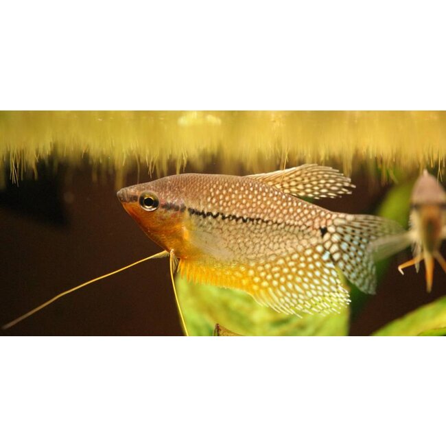 Diamant Gourami - Trichogaster Leeri