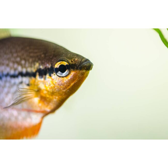 Diamant Gourami - Trichogaster Leeri