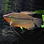 Diamant Gourami - Trichogaster Leeri