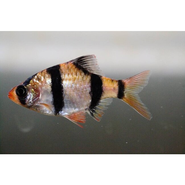 Sumatraan L - Barbus Tetrazona