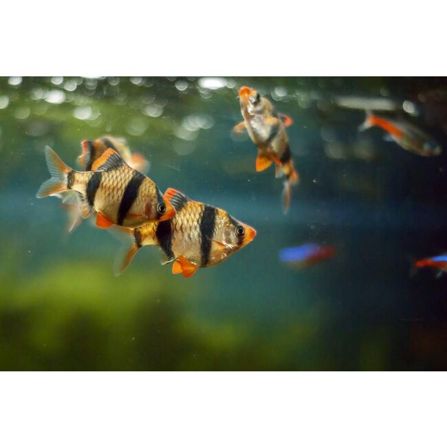 Sumatraan L - Barbus Tetrazona