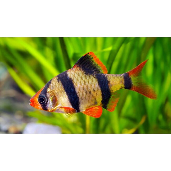 Sumatraan L - Barbus Tetrazona