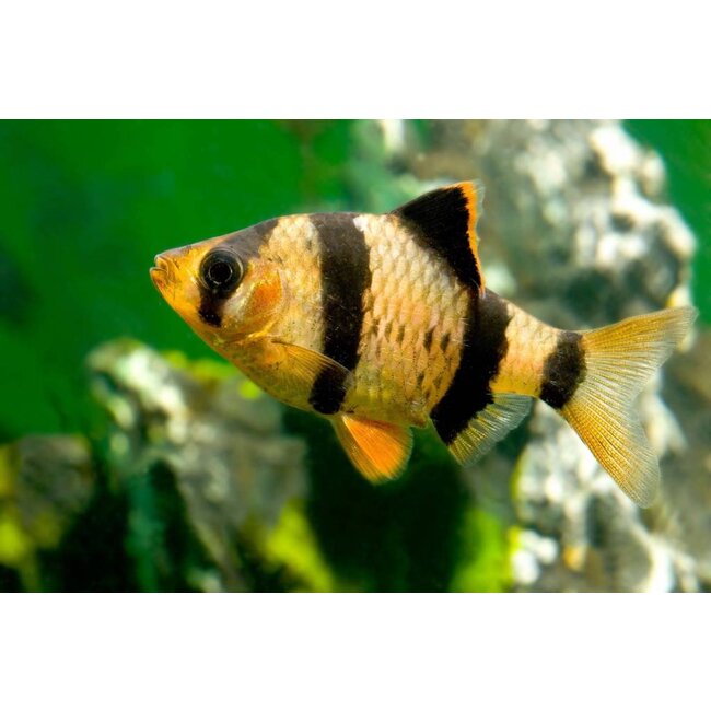 Sumatraan L - Barbus Tetrazona