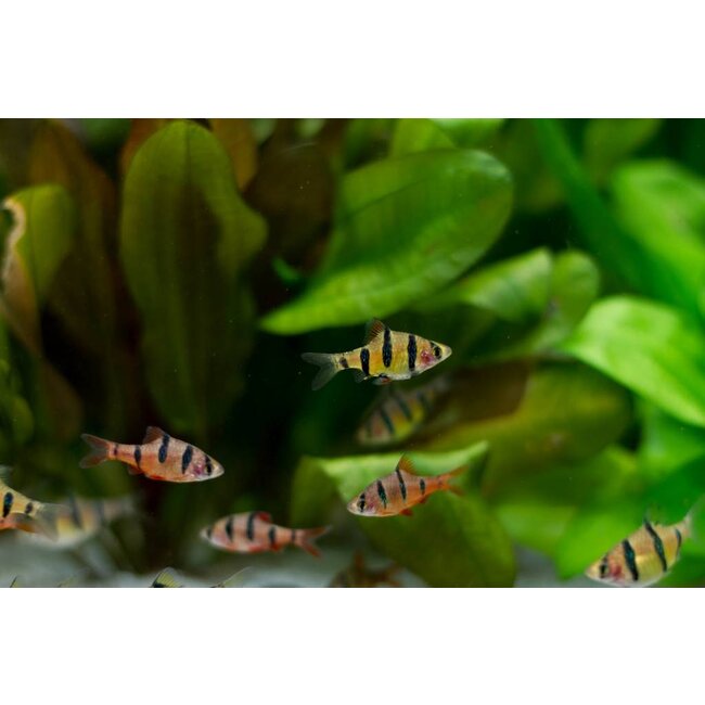Vijfstreep Barbeel - Puntius Pentazona