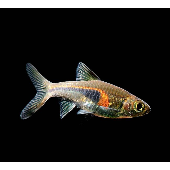 Hockeystickbarbeel - Rasbora Hengeli