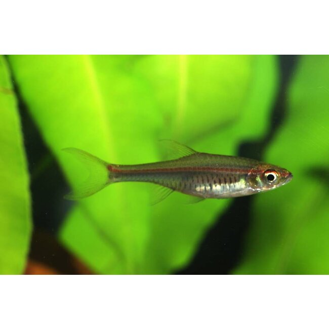 Vuurstreep Rasbora - Rasbora Pauciperforata