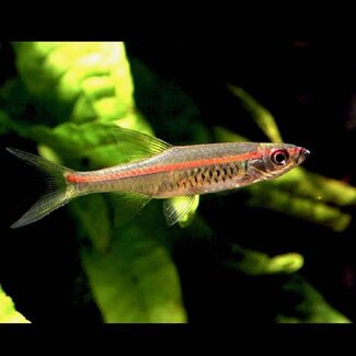 Vuurstreep Rasbora