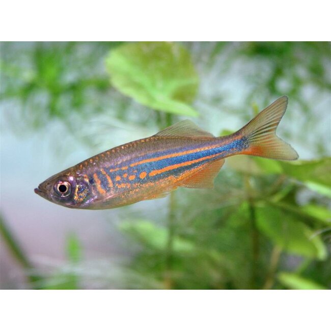 Reuze Danio - Brachydanio Aequipinnatus/Malabaricus