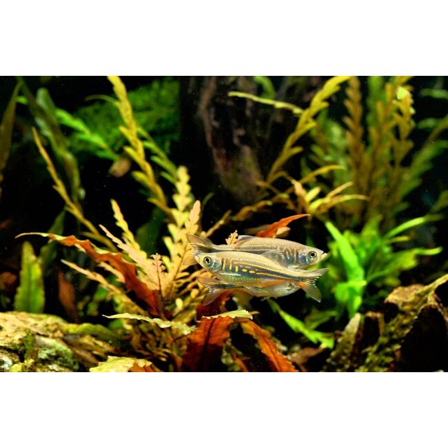 Reuze Danio - Brachydanio Aequipinnatus/Malabaricus