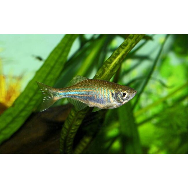 Reuze Danio - Brachydanio Aequipinnatus/Malabaricus