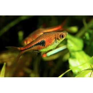 Rasbora Espei