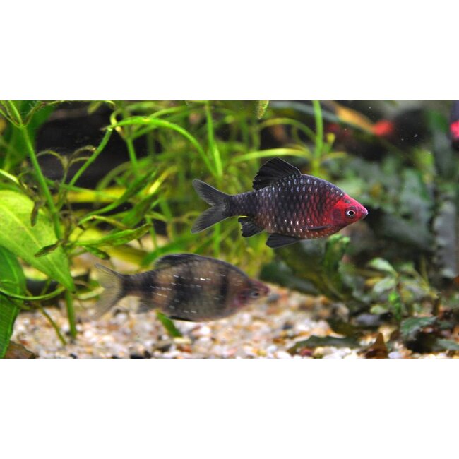 Purperkop - Barbus Nigrofasciatus