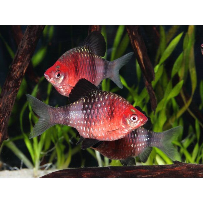 Purperkop - Barbus Nigrofasciatus