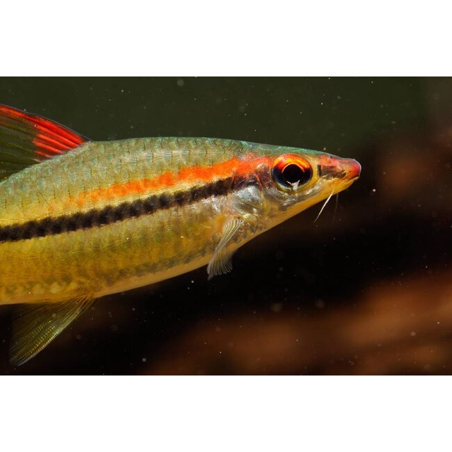 Torpedobarbeel - Puntinus Denisonii