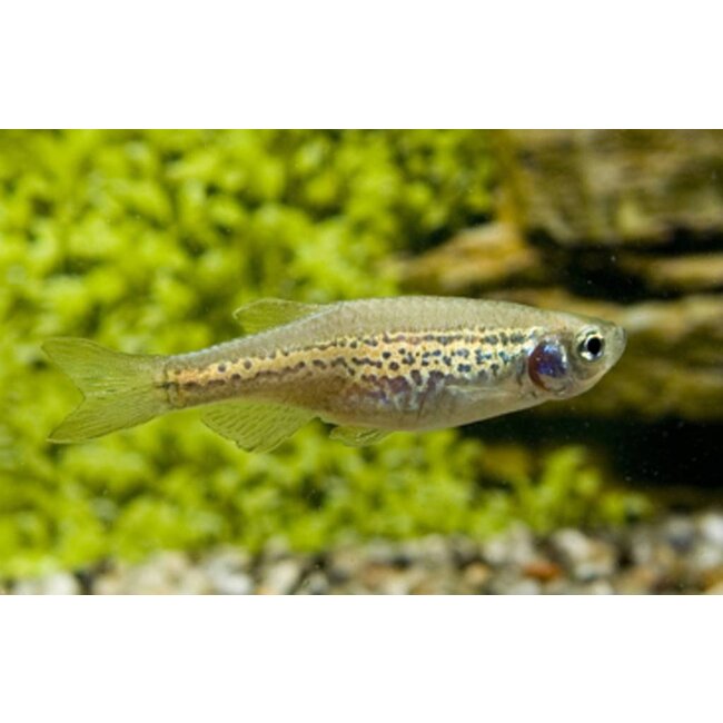 Luipaard Danio - Brachydanio Frankei