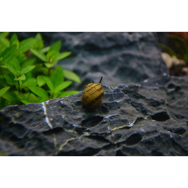 Geweislak - Clithon Sp.