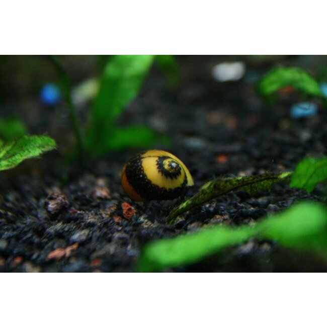 Geweislak - Clithon Sp.