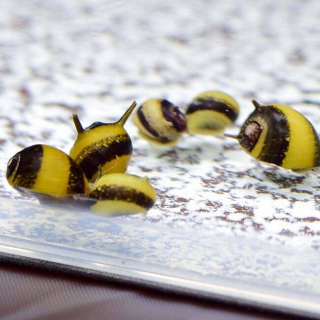 Geweislak - Clithon Sp.