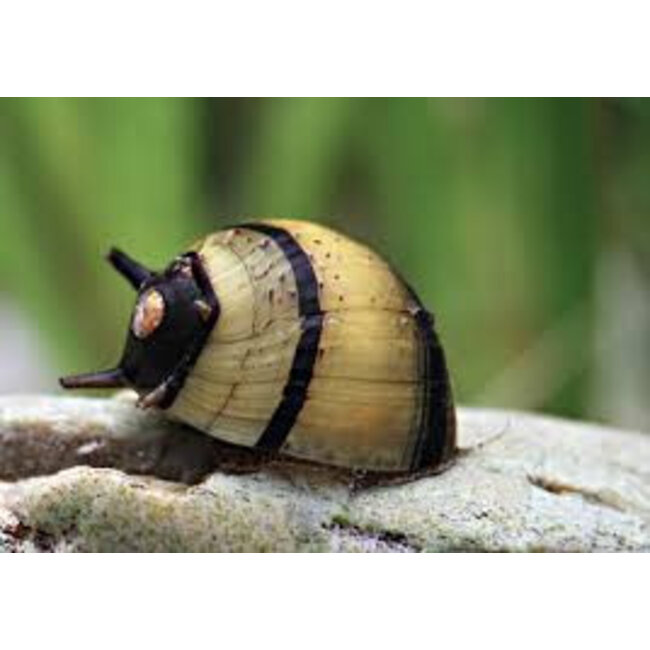 Geweislak - Clithon Sp.