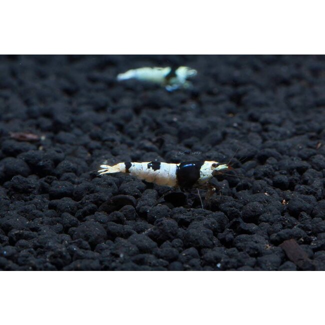 Crystal Black Garnaal - Caridina Cf. Cantonensis ‘Crystal Black’