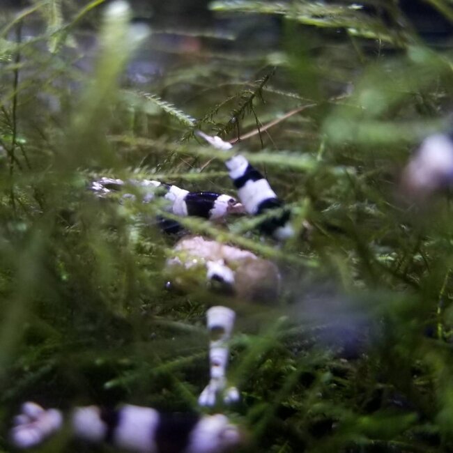 Crystal Black Garnaal - Caridina Cf. Cantonensis ‘Crystal Black’