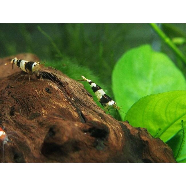 Crystal Black Garnaal - Caridina Cf. Cantonensis ‘Crystal Black’