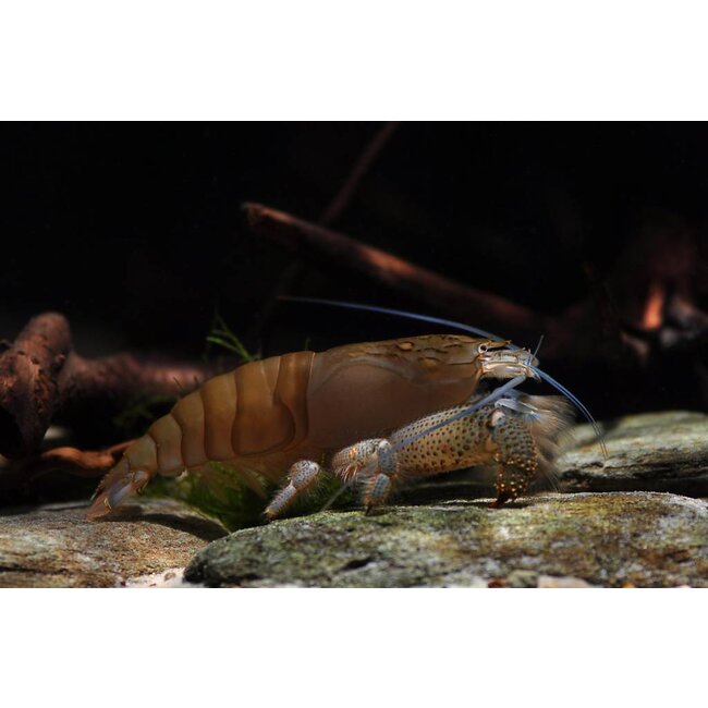 Afrikaanse Waaierhand - Atyopsis Gabonensis