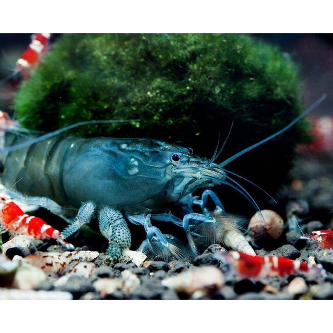 Afrikaanse Waaierhand - Atyopsis Gabonensis