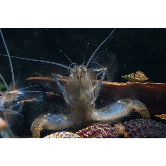 Afrikaanse Waaierhand - Atyopsis Gabonensis