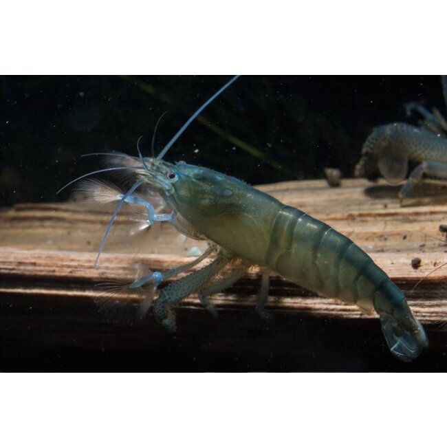 Afrikaanse Waaierhand - Atyopsis Gabonensis