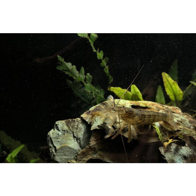 Molukse Waaierhand - Atyopsis Moluccensis