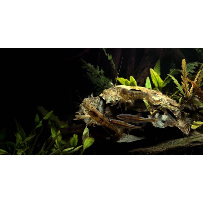 Molukse Waaierhand - Atyopsis Moluccensis