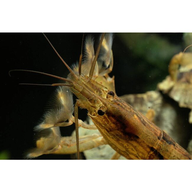 Molukse Waaierhand - Atyopsis Moluccensis