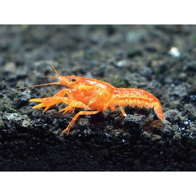 Oranje Dwergkreeft - Cambarellus Patzcuarensis Orange