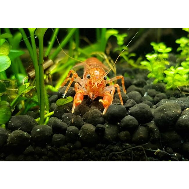 Oranje Dwergkreeft - Cambarellus Patzcuarensis Orange